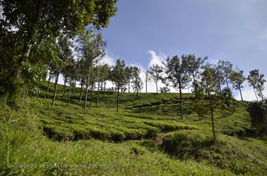 Nilgiri-Blue-Mountain-Train, Mettupalayam - Coonoor_DSC5428_H600